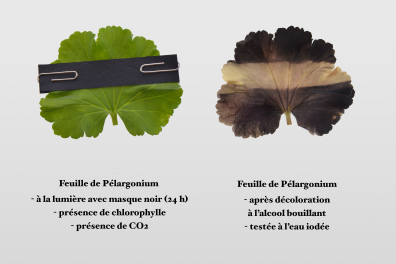 Synthèse de l'amidon - Expérience avec masque (1)